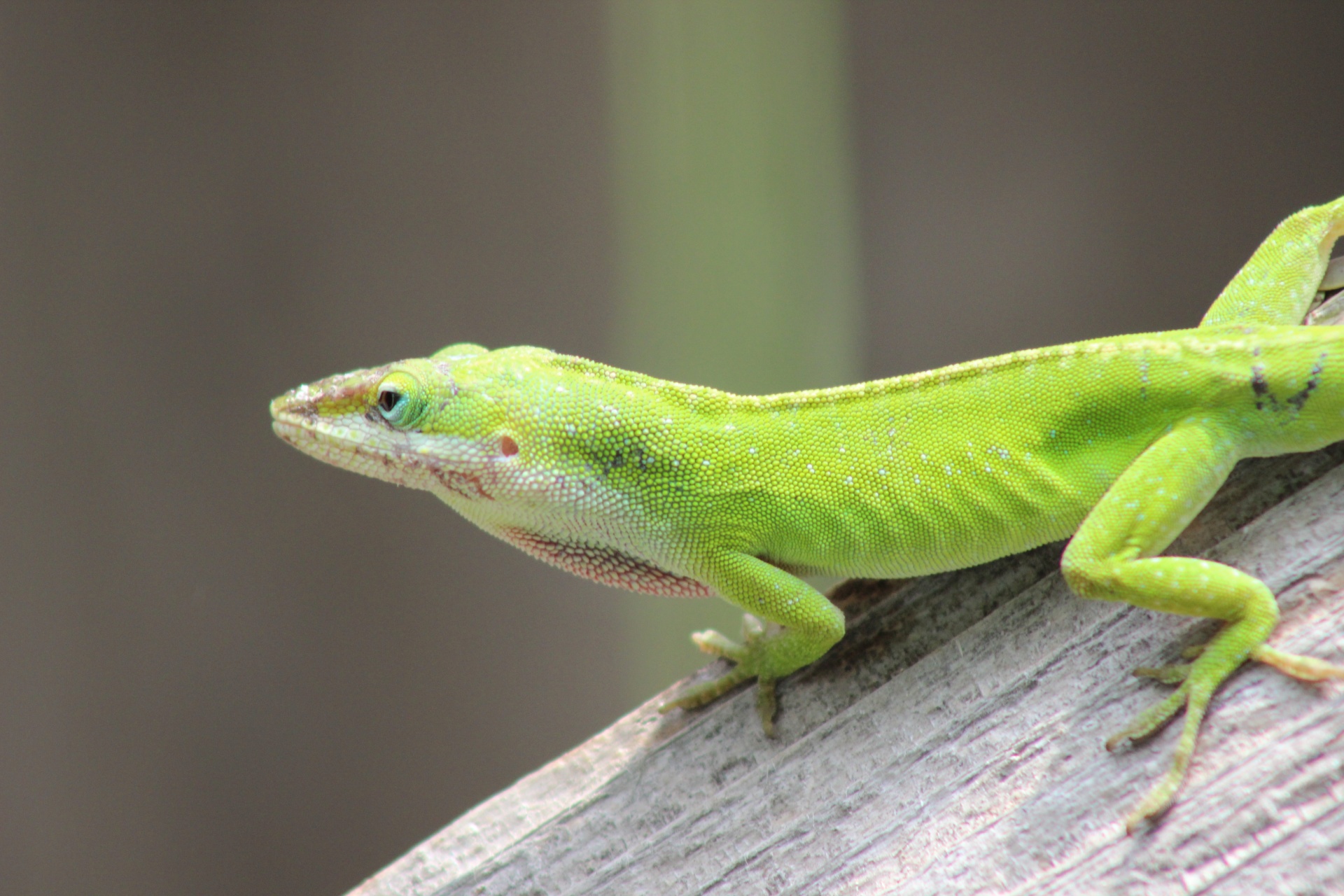 anole care sheet