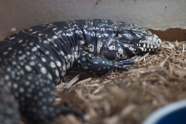 argentine black and white tegu care