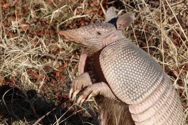 armadillo lizard care