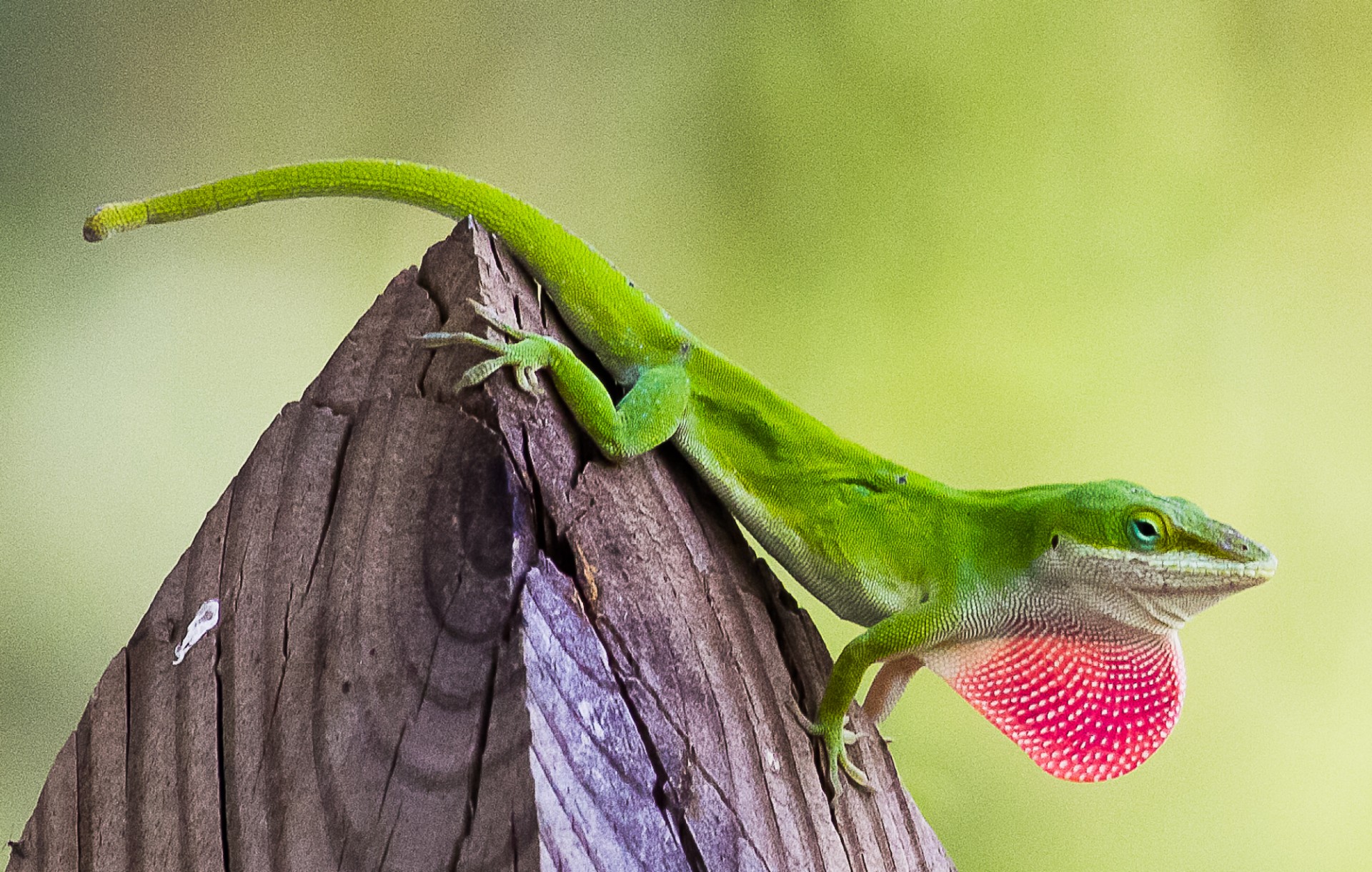 bahaman anole care