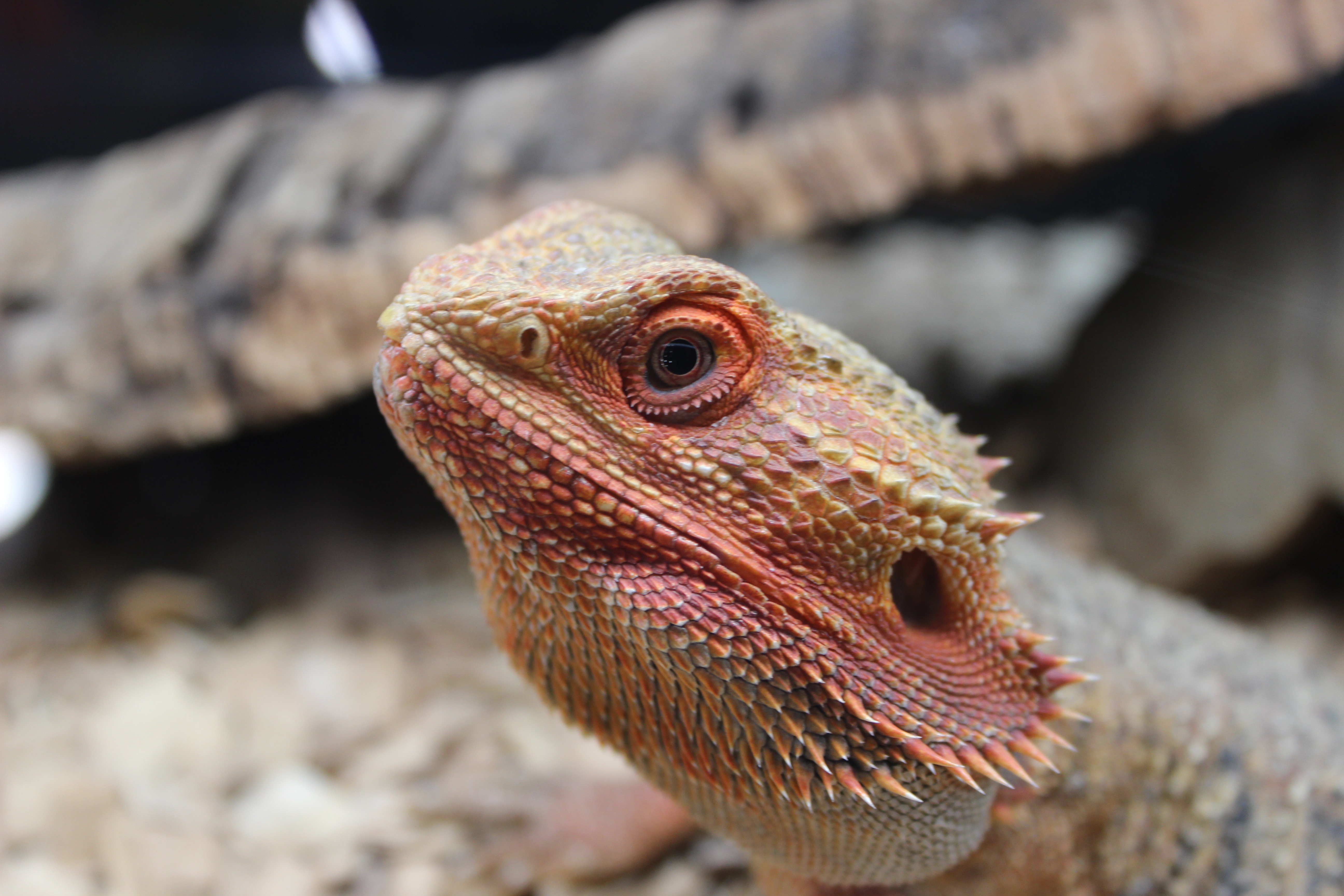 bearded dragon hatchling care