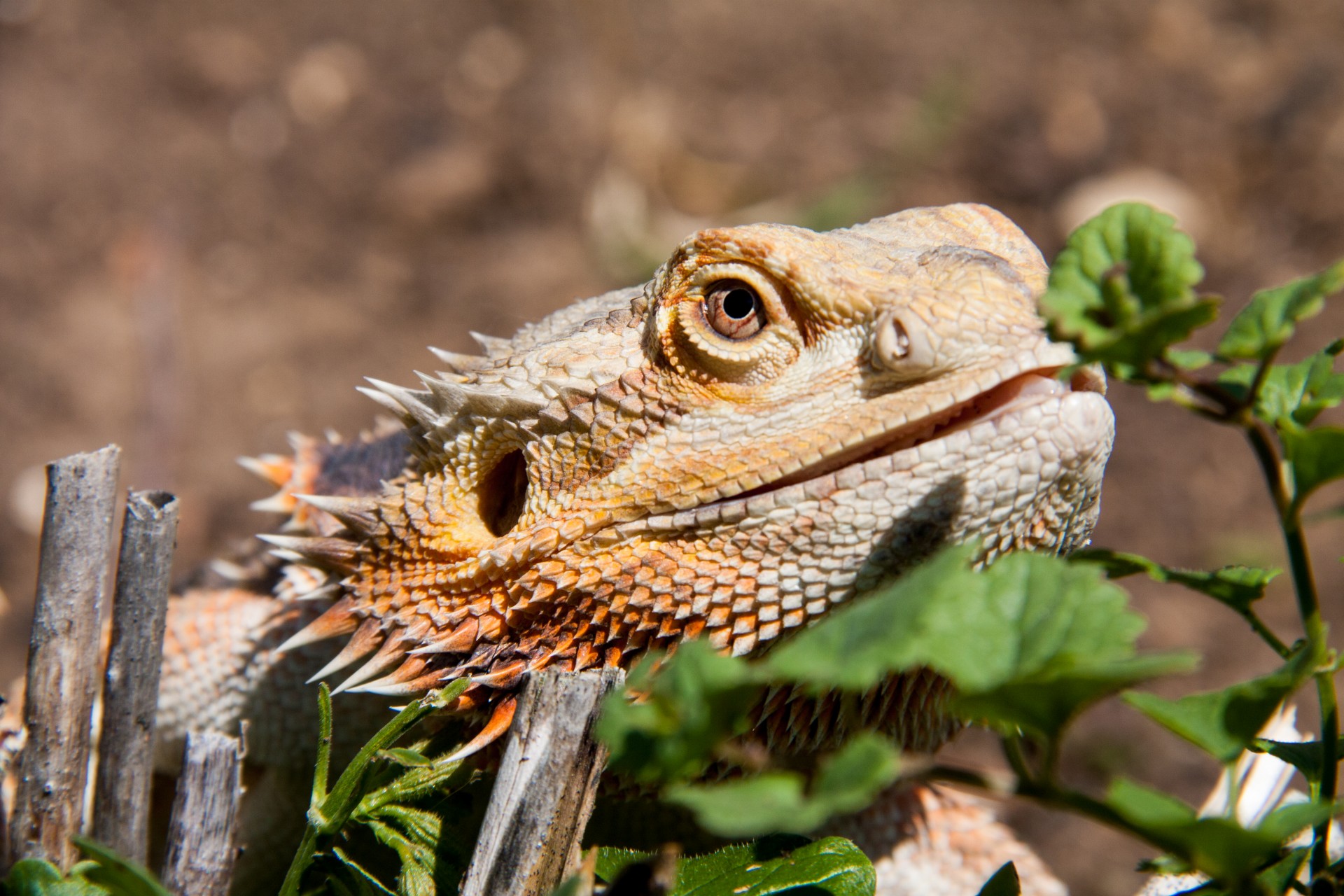 bearded dragon maintenance