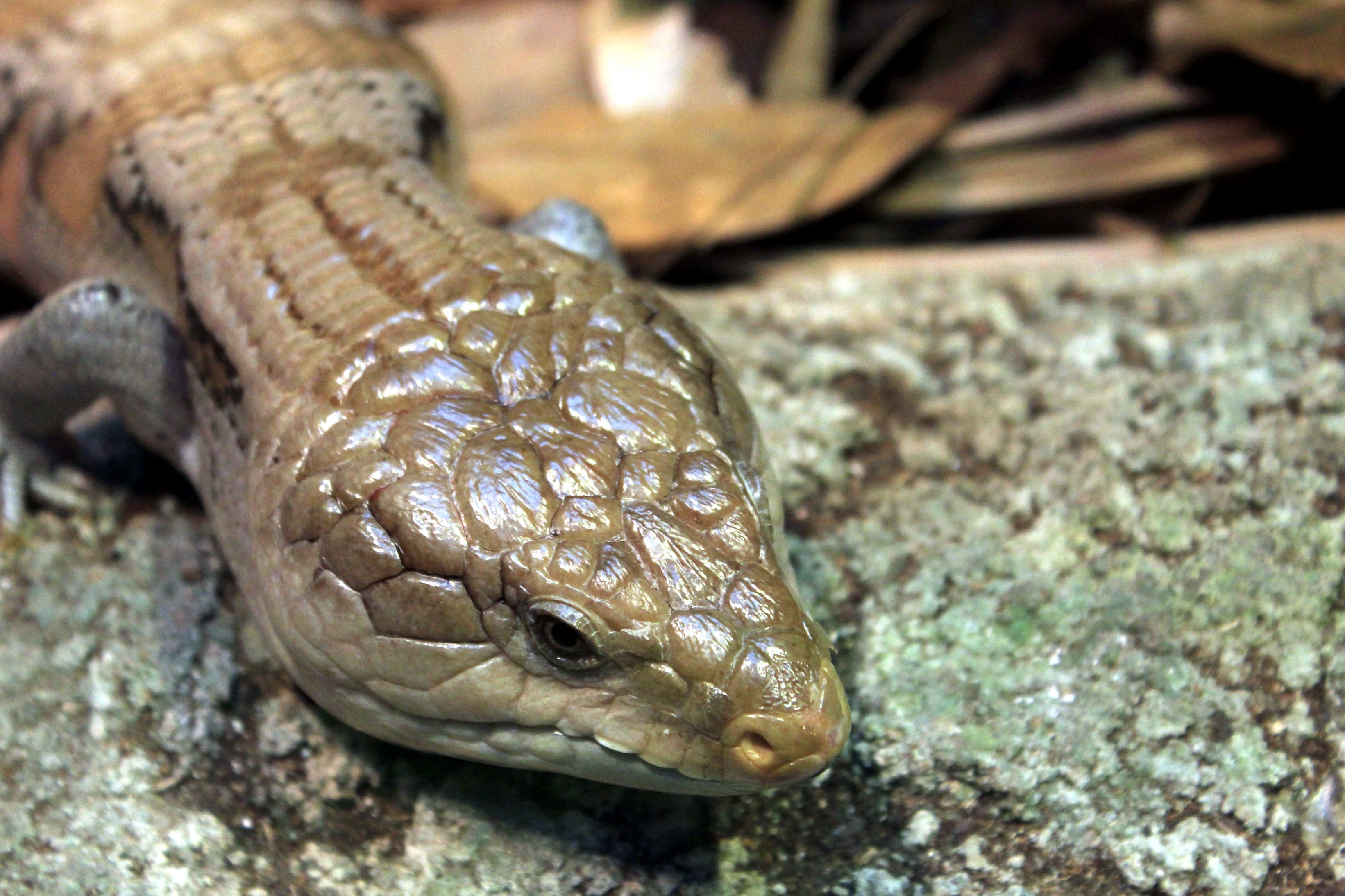 blue tongue skink care