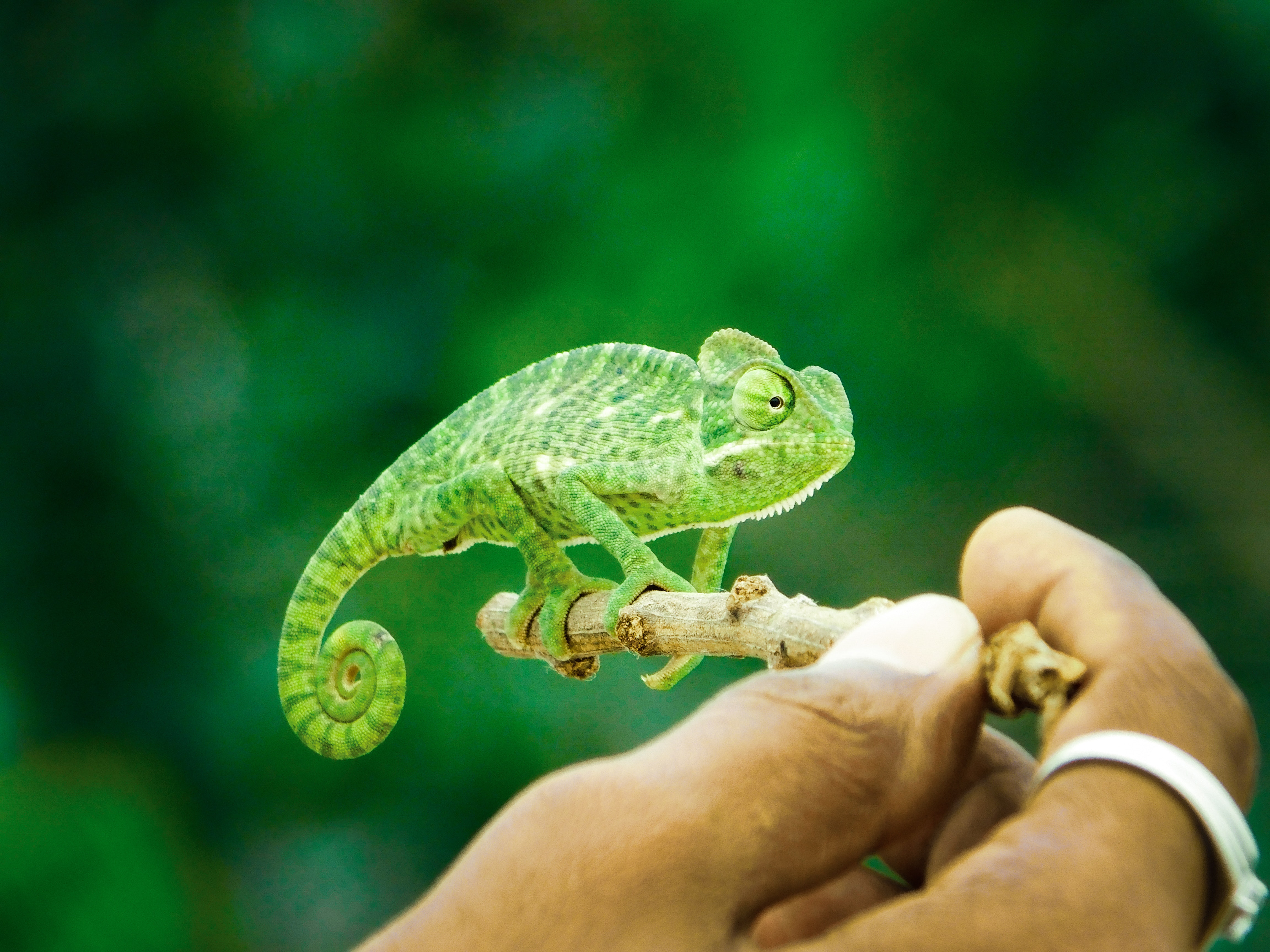 care for a chameleon