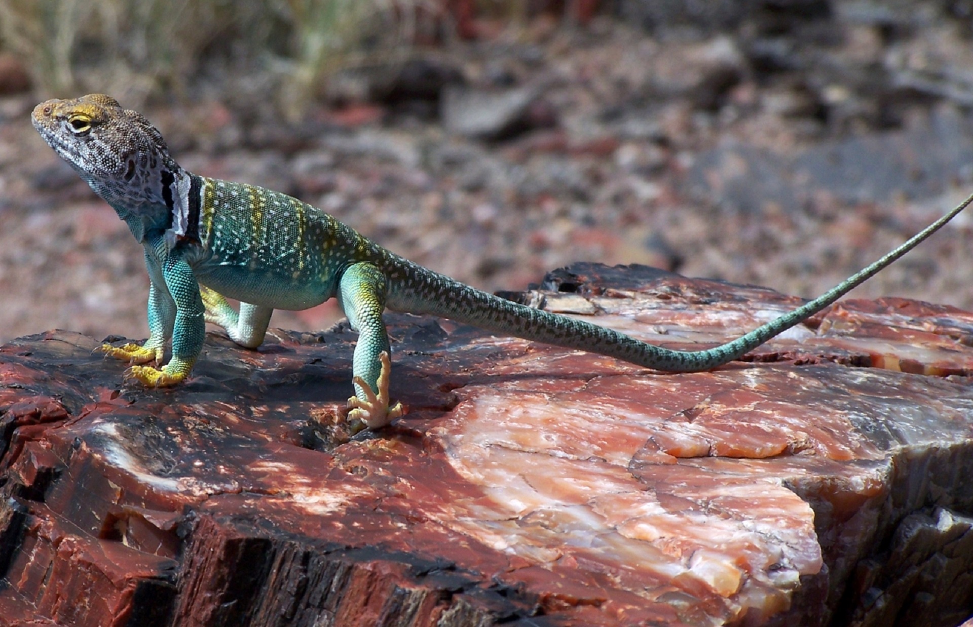 collared lizard care