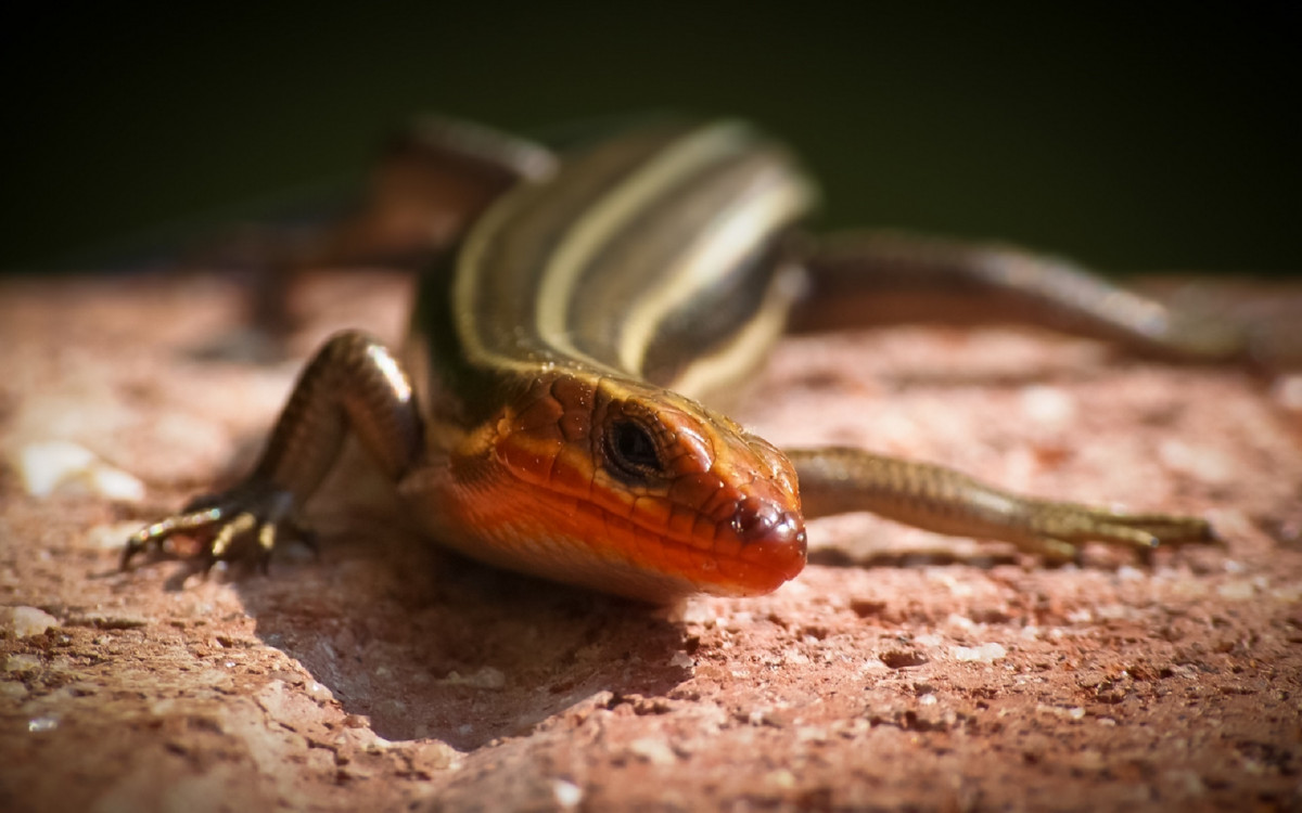 crocodile skink care