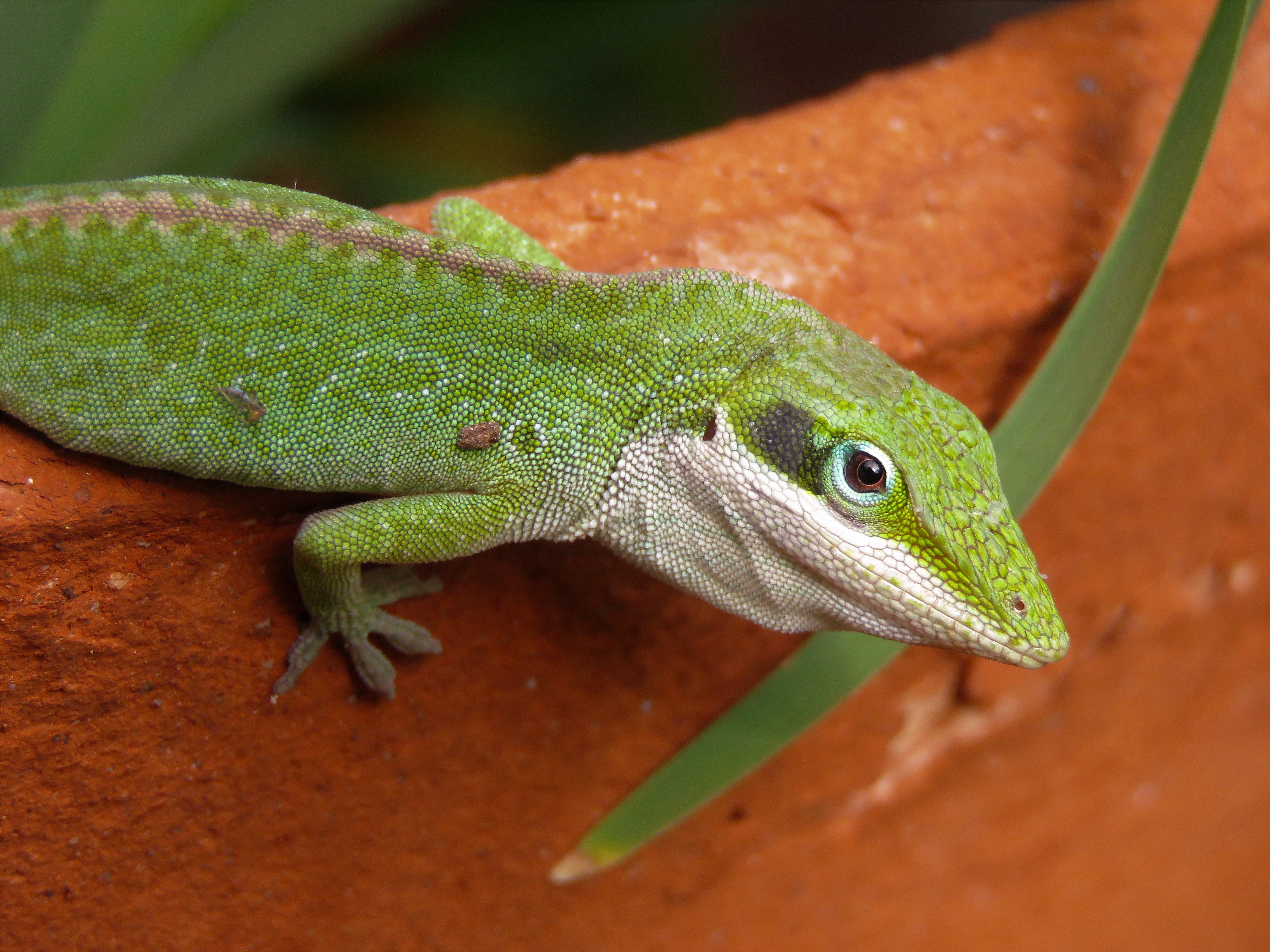 easiest lizards to care for