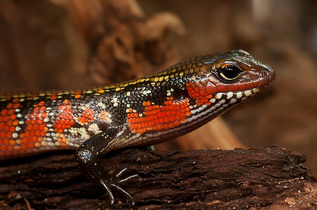 fire skink care