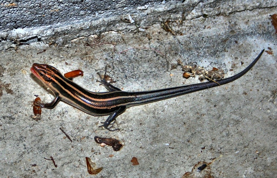 five lined skink care