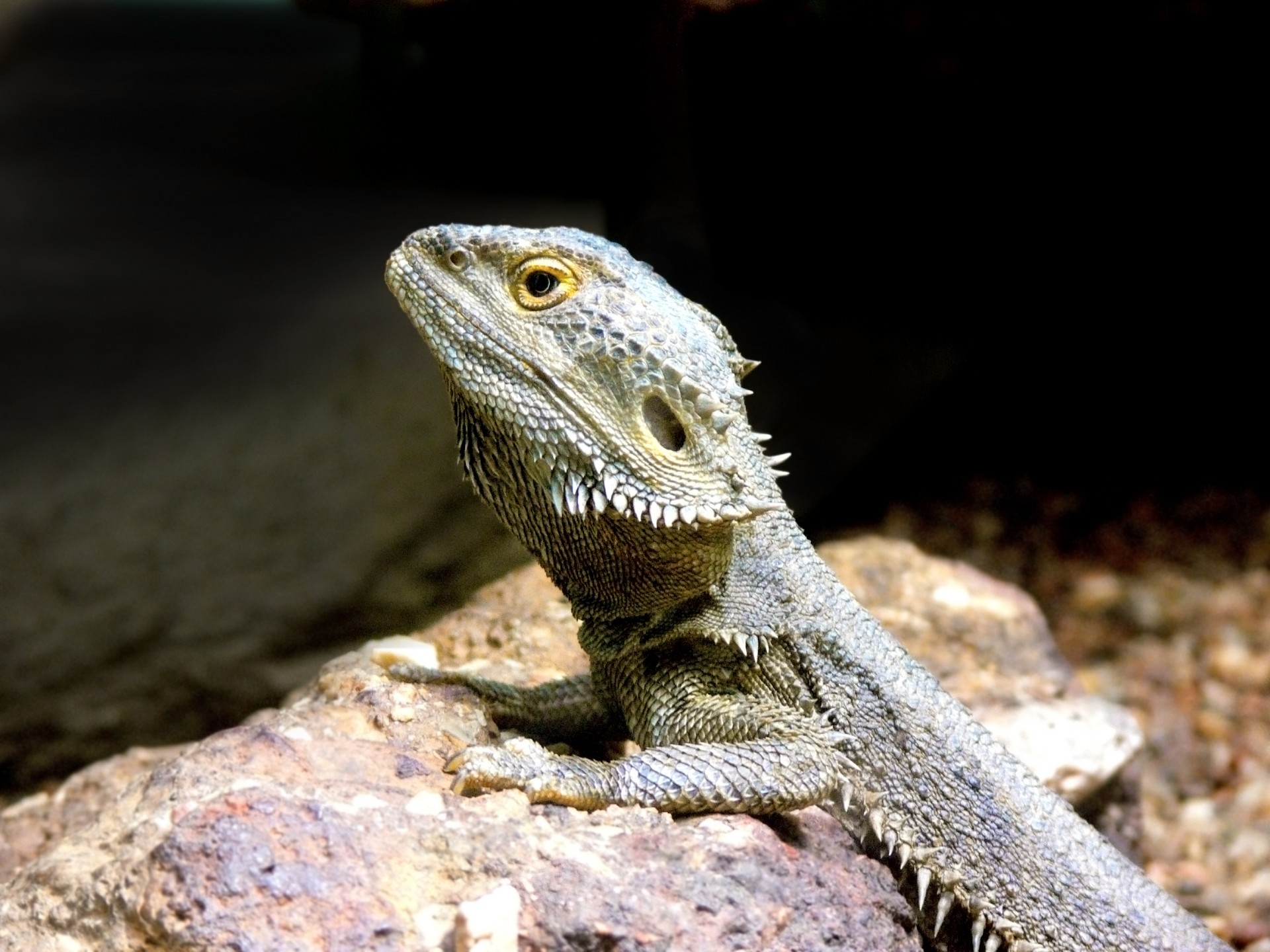 frilled dragon care