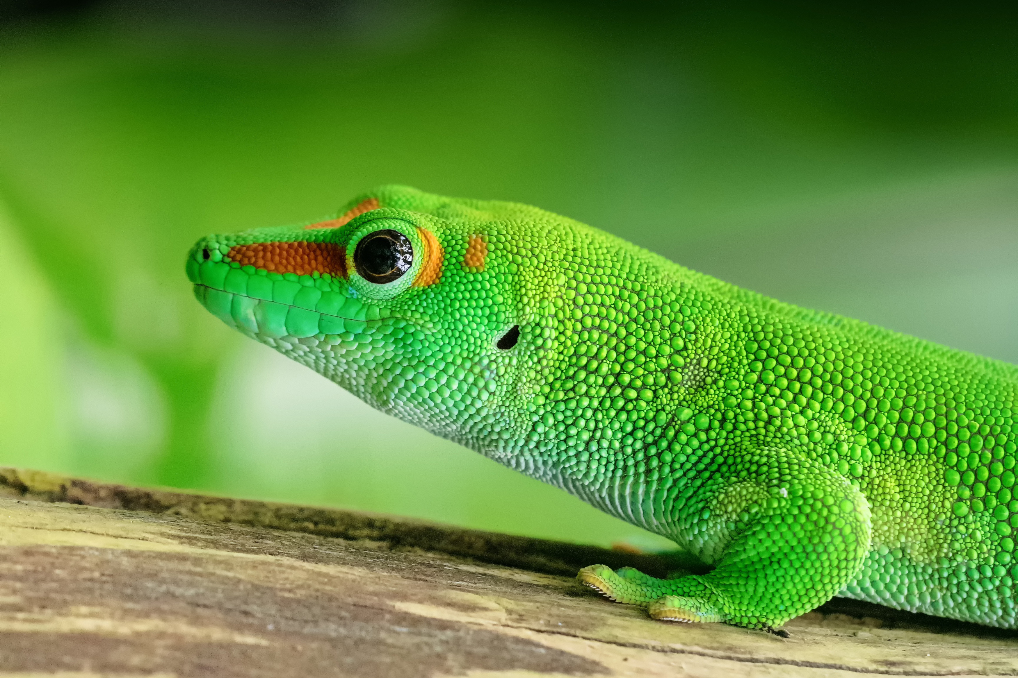 green anole care