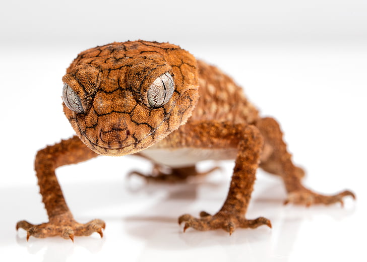 knob tailed gecko care