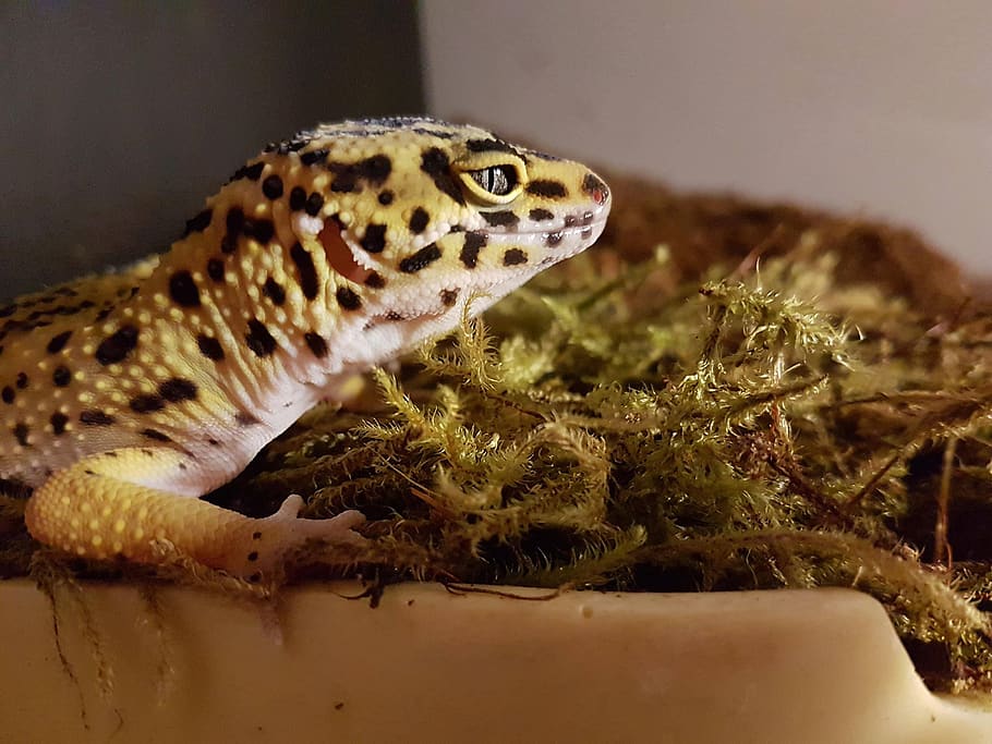 leopard gecko care