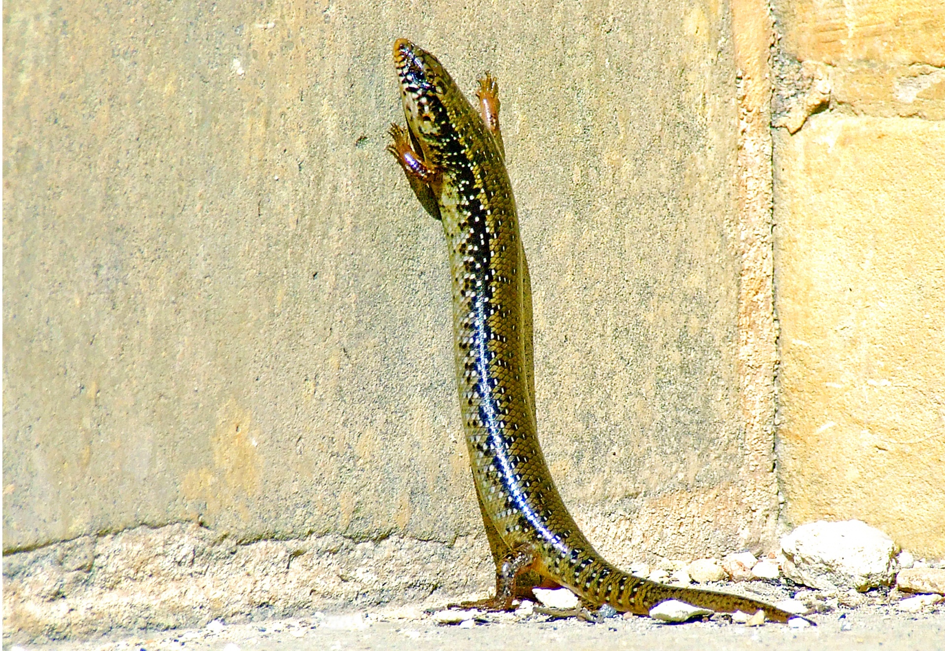 long tailed lizard care