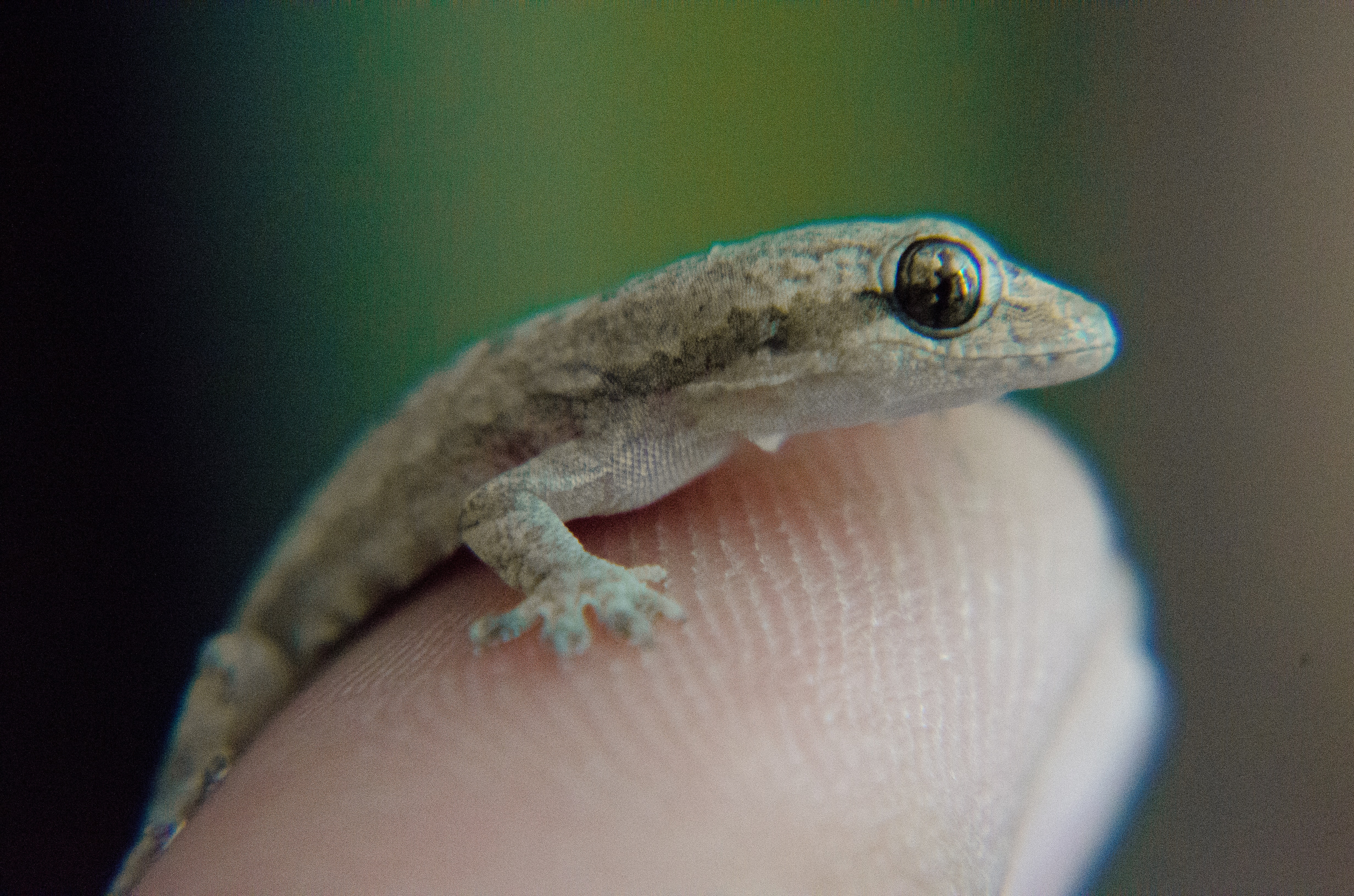 mediterranean house gecko care