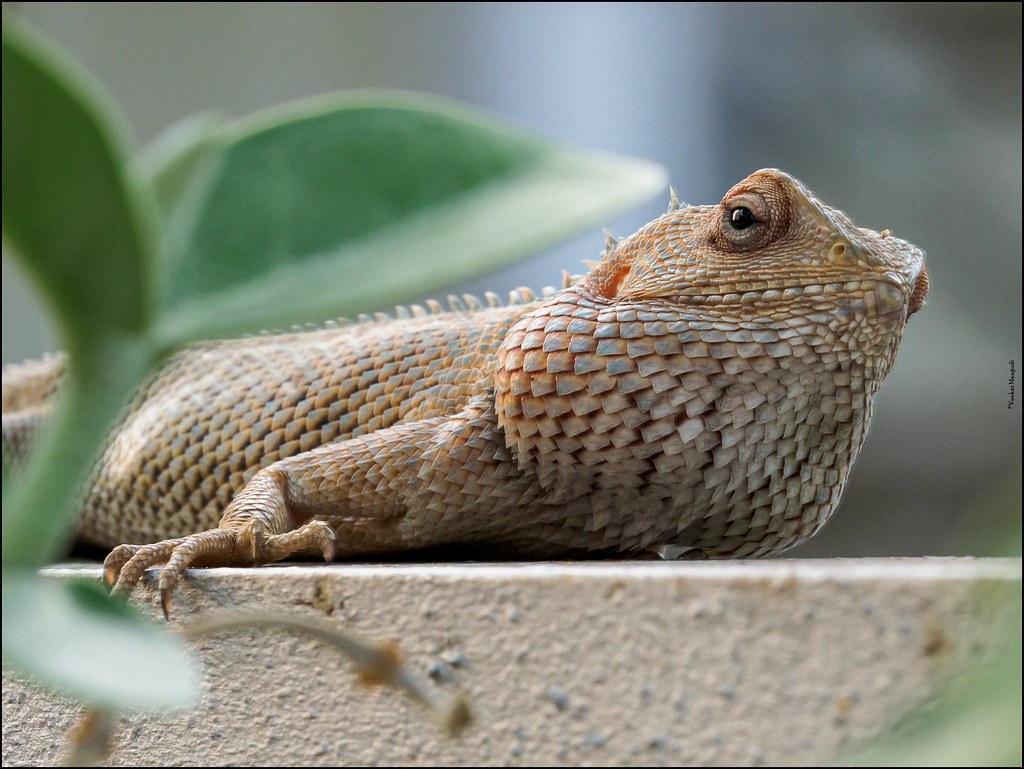 oriental garden lizard care