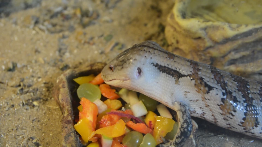 pink tongue skink care