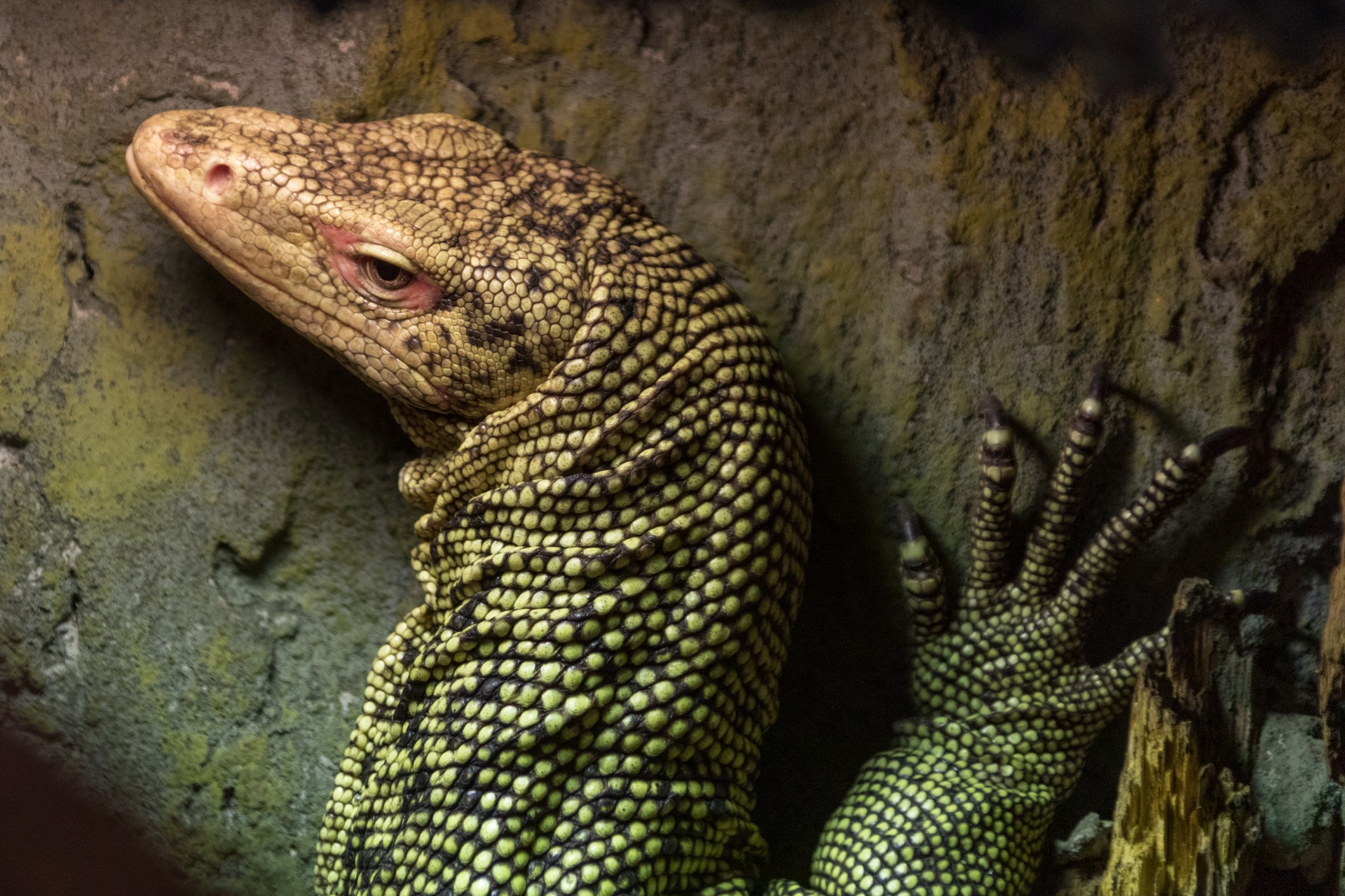 savannah monitor care